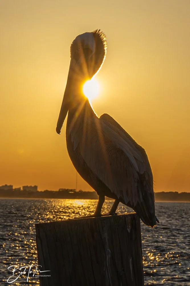 20250413-Historic St Andrews -2.jpg