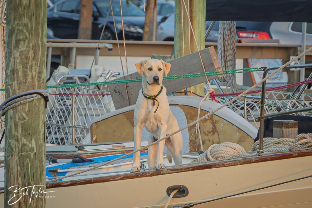 20250424-Historic St Andrews -78.jpg