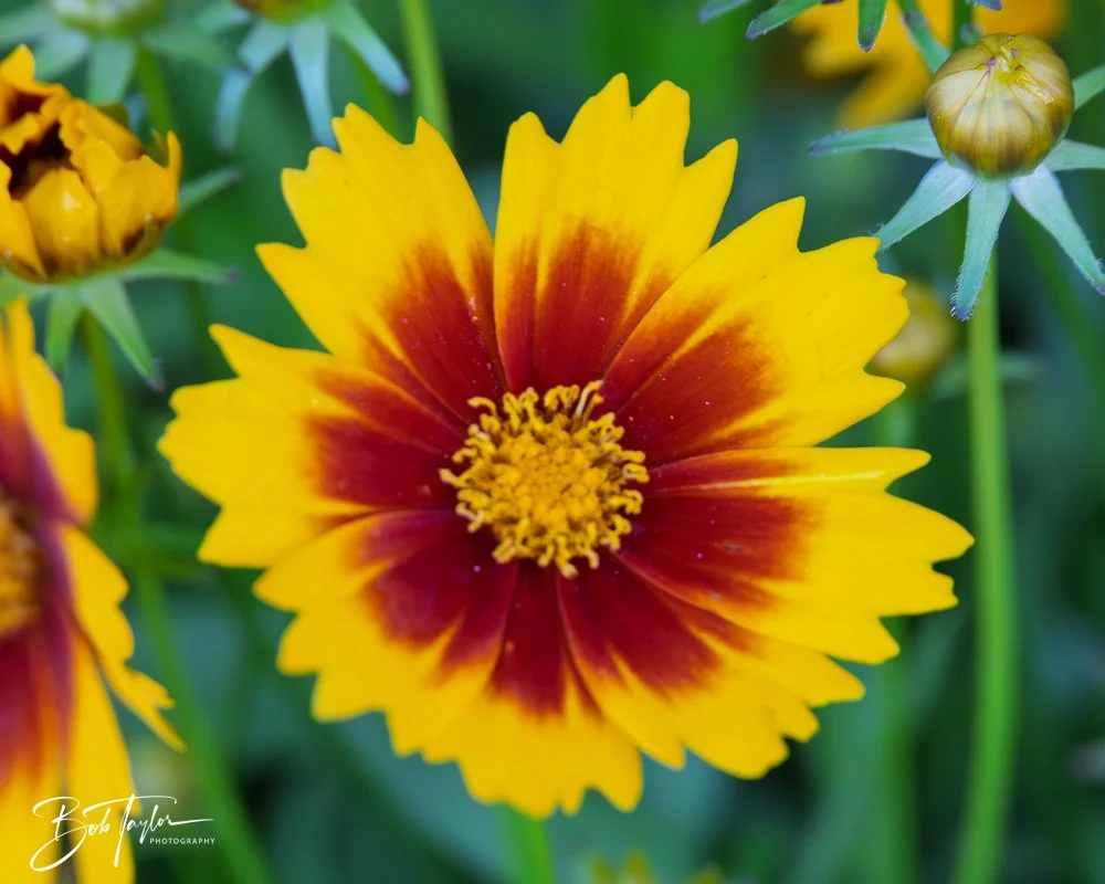 20250414-Historic St Andrews -33.jpg