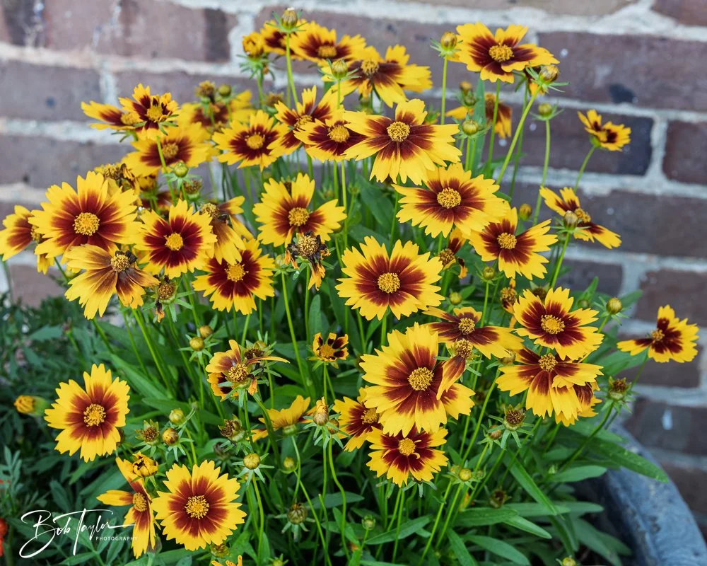 20250414-Historic St Andrews -34.jpg