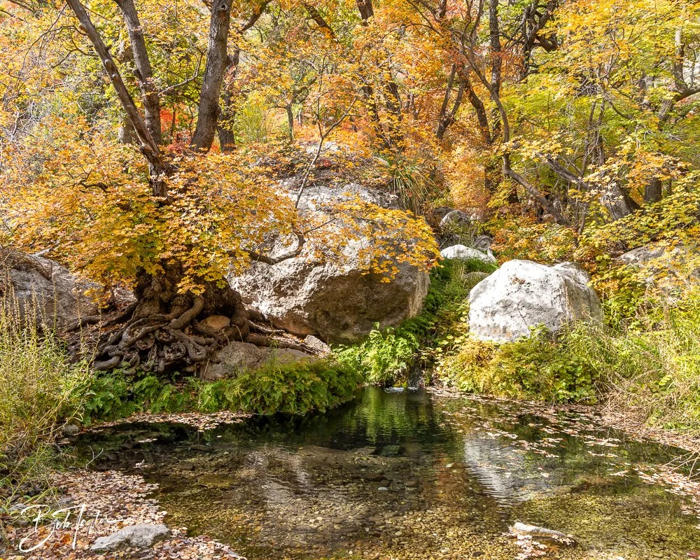 20241117-20241117-Guadalupe -57-2.jpg