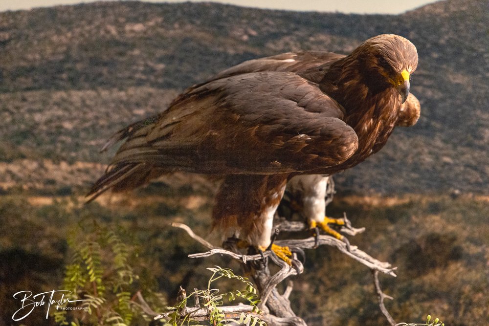 20241117-20241117-Guadalupe -12-2.jpg