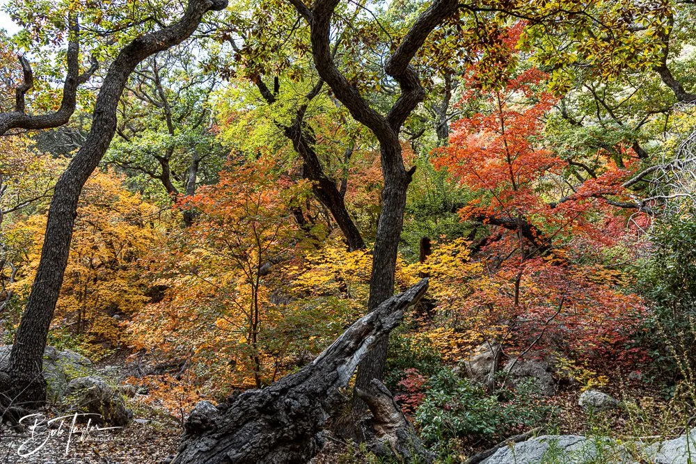 20241117-20241117-Guadalupe -58-2.jpg