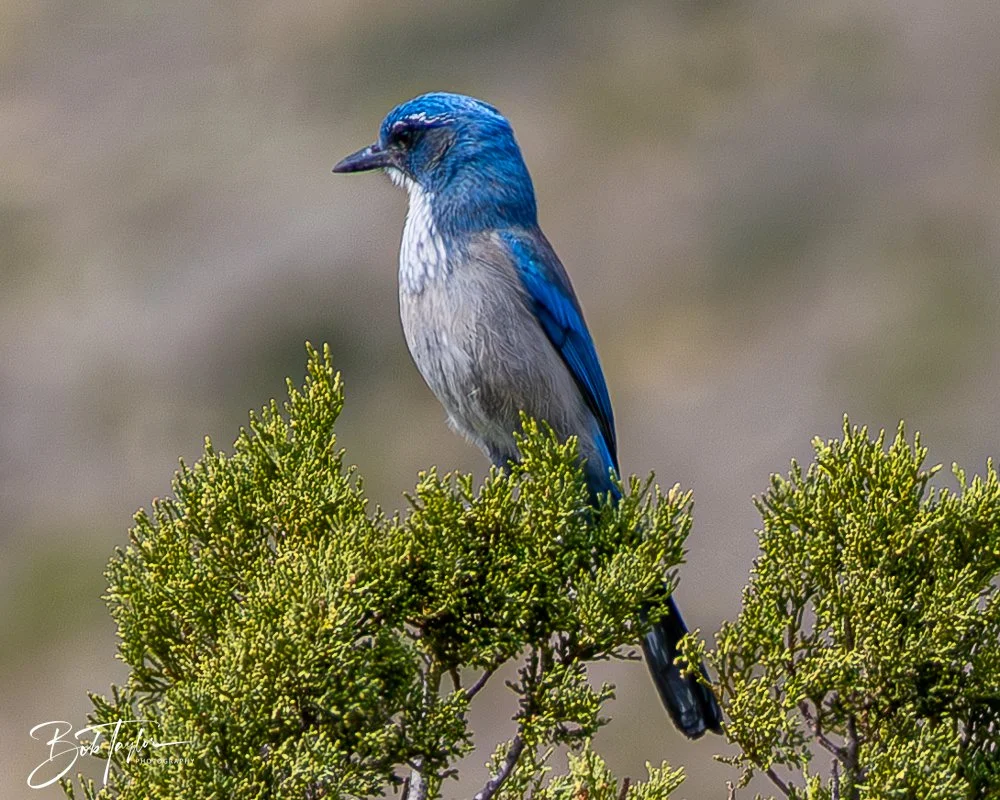 20241117-20241117-Guadalupe -49-2.jpg