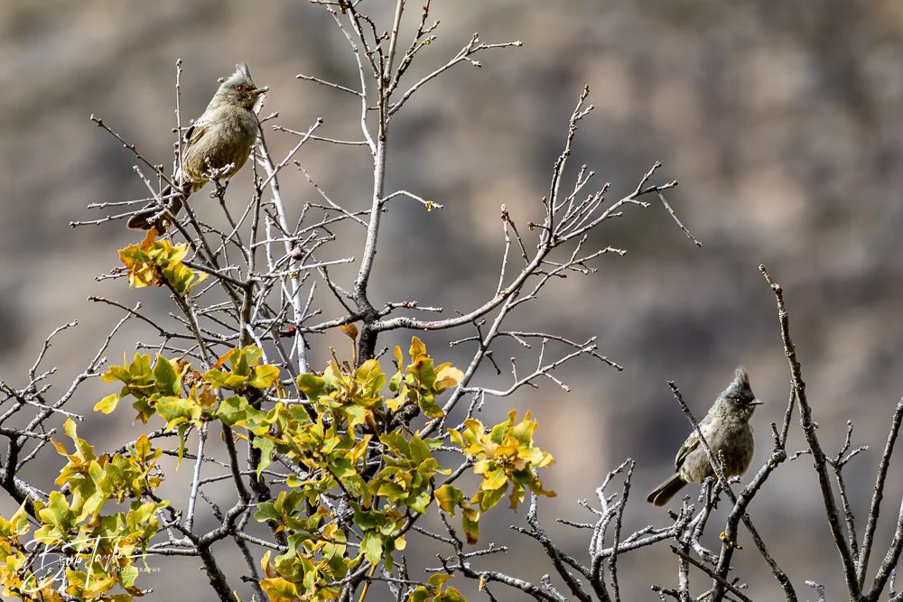 20241117-20241117-Guadalupe -38-2.jpg