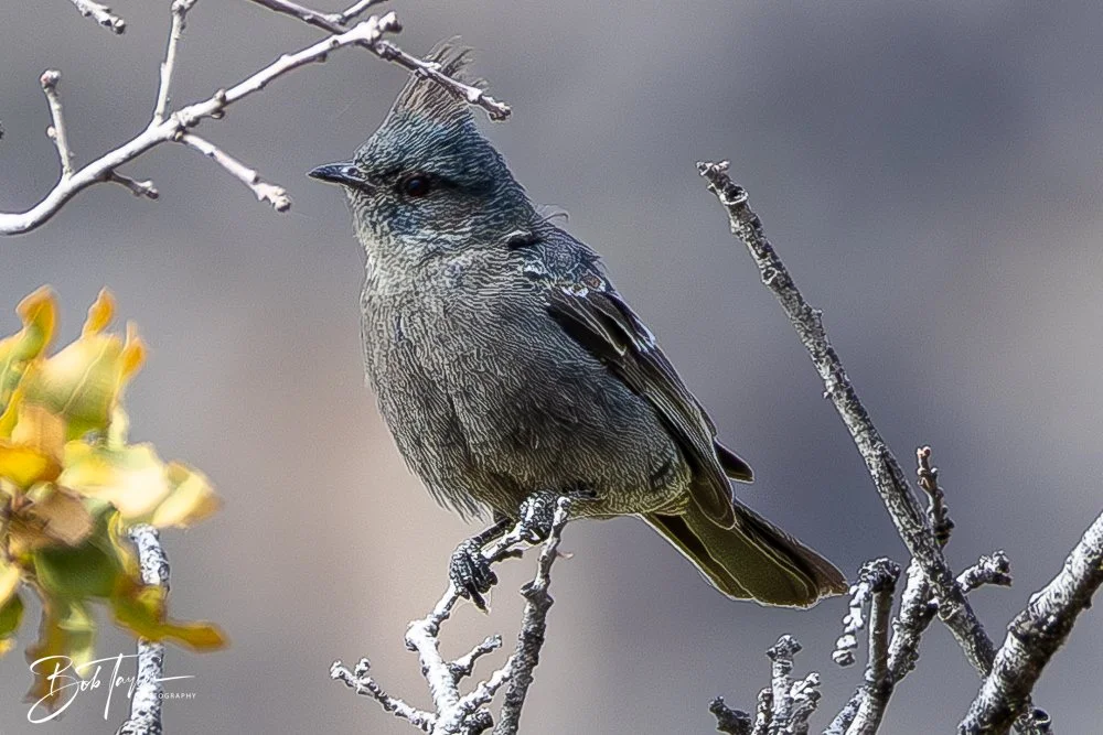 20241117-20241117-Guadalupe -39-2.jpg