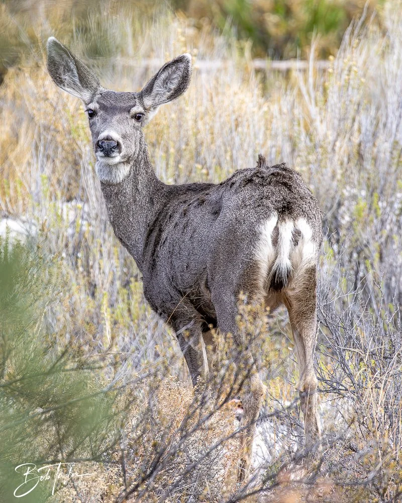 20241117-20241117-Guadalupe -18-2.jpg