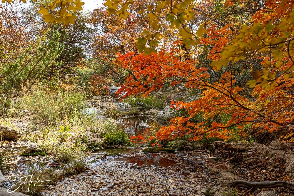 20241117-20241117-Guadalupe -62-2.jpg