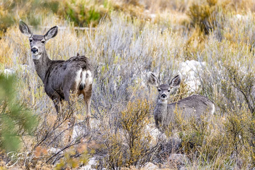 20241117-20241117-Guadalupe -19-2.jpg