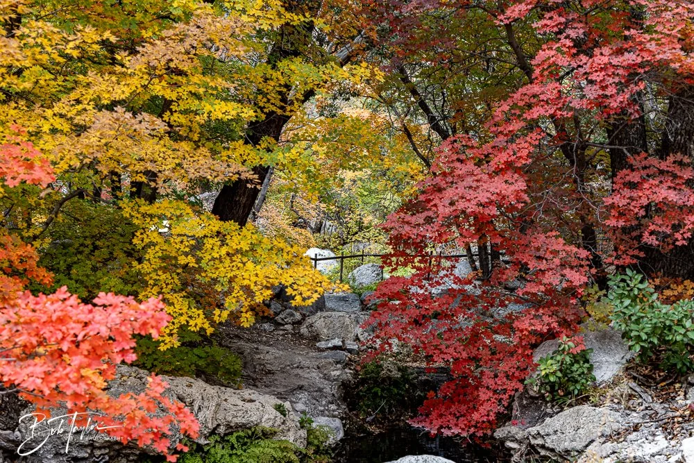 20241117-20241117-Guadalupe -64-2.jpg