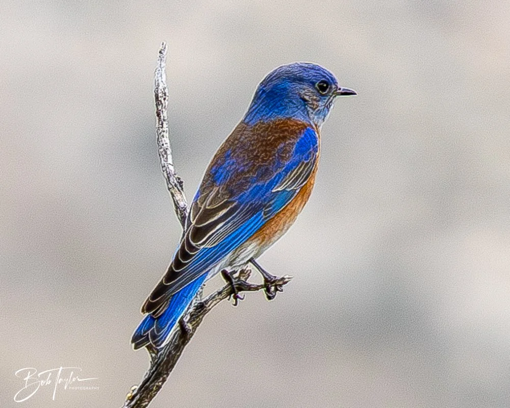 20241117-20241117-Guadalupe -16-2.jpg