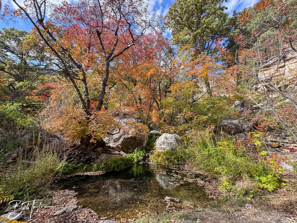 20241117-20241117-Guadalupe -46-2.jpg