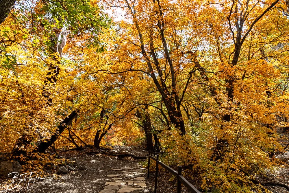 20241117-20241117-Guadalupe -59-2.jpg