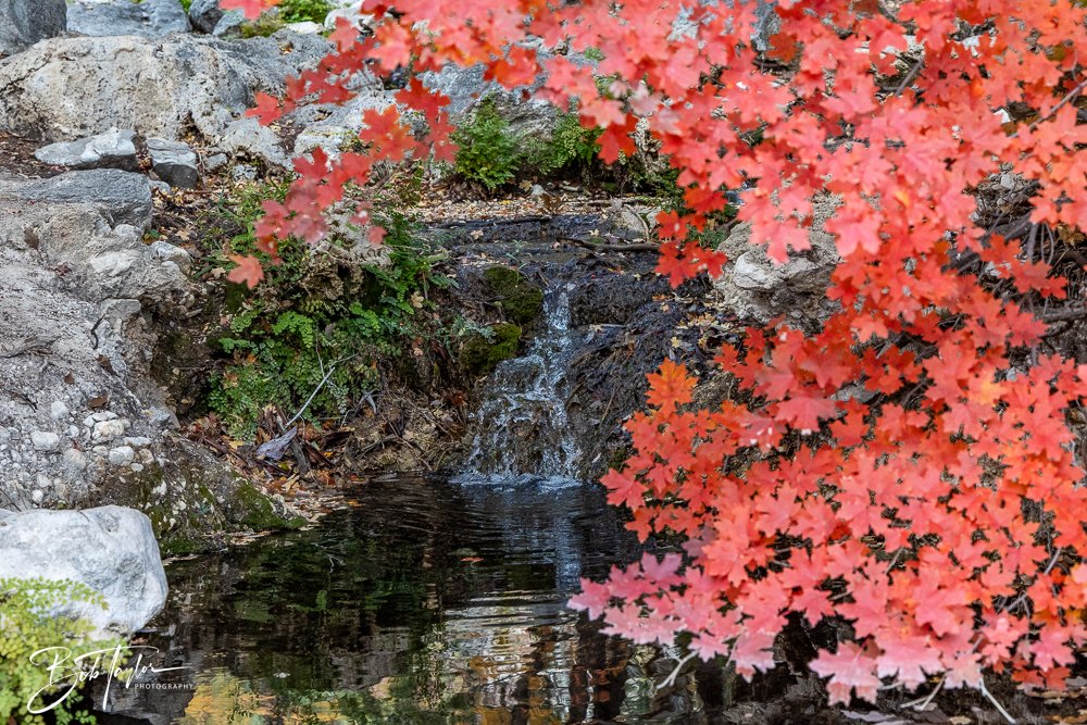 20241117-20241117-Guadalupe -67-2.jpg