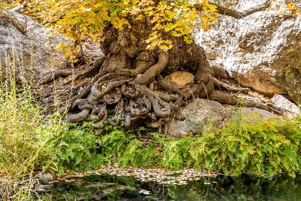 20241117-20241117-Guadalupe -56-2.jpg