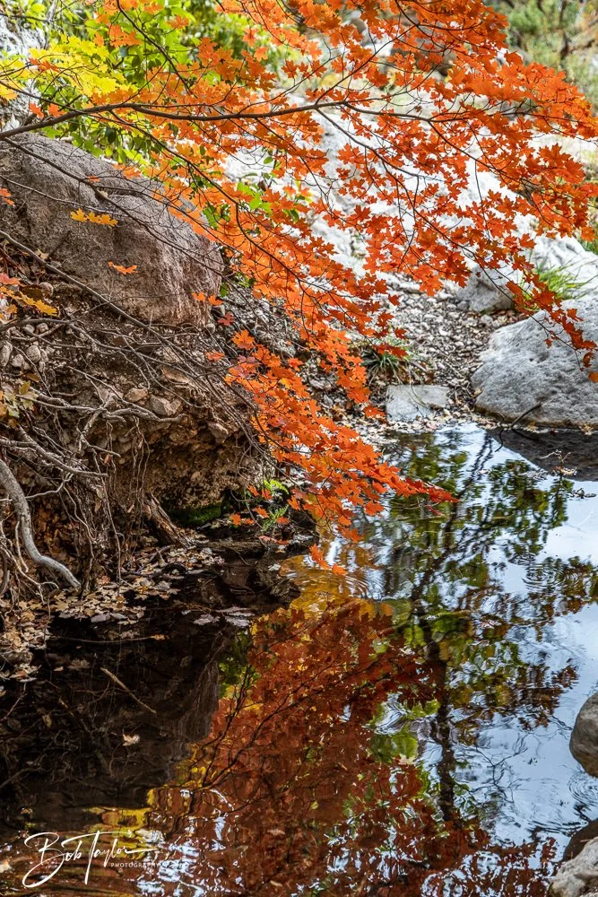 20241117-20241117-Guadalupe -60-2.jpg