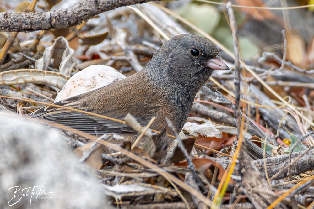 20241117-20241117-Guadalupe -42-2.jpg