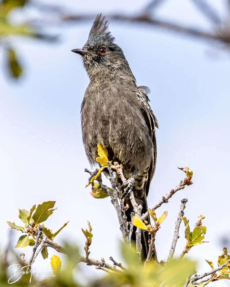 20241117-20241117-Guadalupe -41-2.jpg