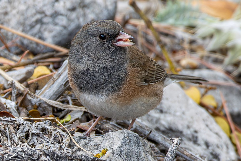 20241117-20241117-Guadalupe -43-2.jpg