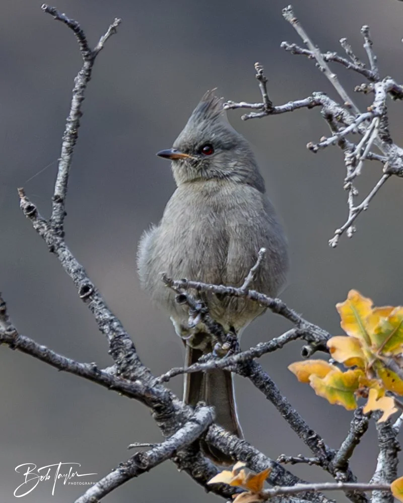 20241117-20241117-Guadalupe -35-2.jpg