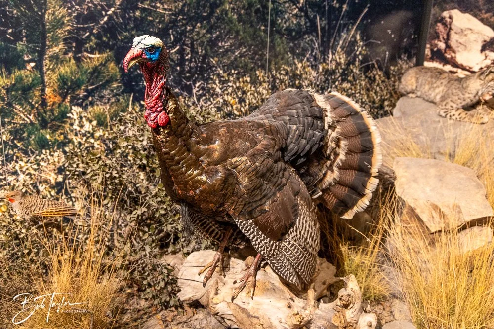 20241117-20241117-Guadalupe -9-2.jpg