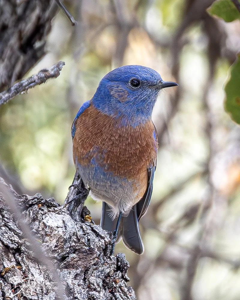 20241117-20241117-Guadalupe -37-2.jpg