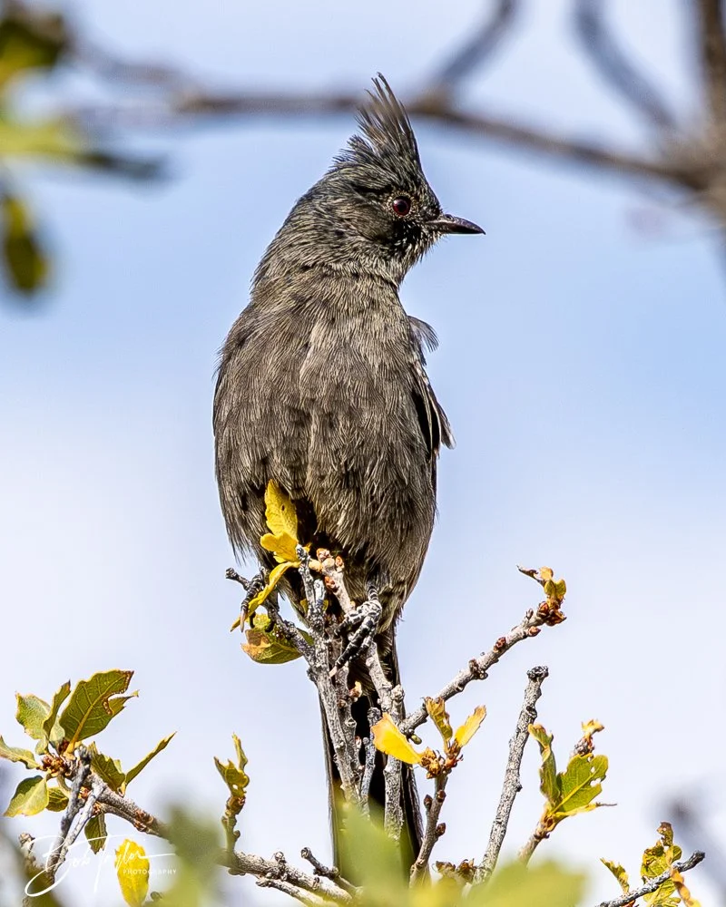 20241117-20241117-Guadalupe -40-2.jpg