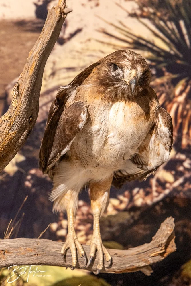 20241117-20241117-Guadalupe -10-2.jpg