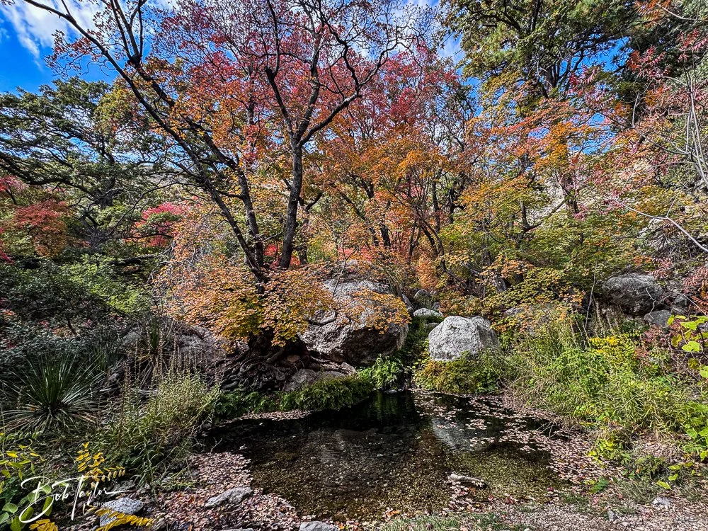 20241117-20241117-Guadalupe -45-2.jpg