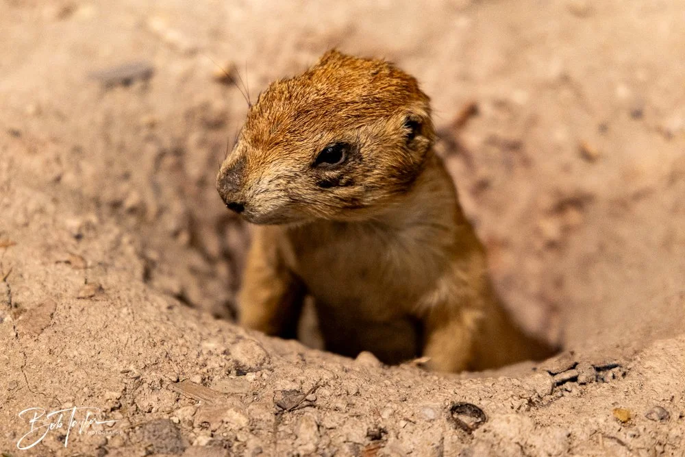 20241117-20241117-Guadalupe -13-2.jpg