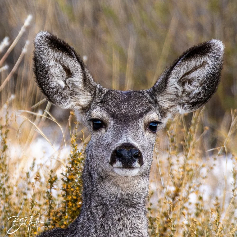 20241117-20241117-Guadalupe -20-2.jpg