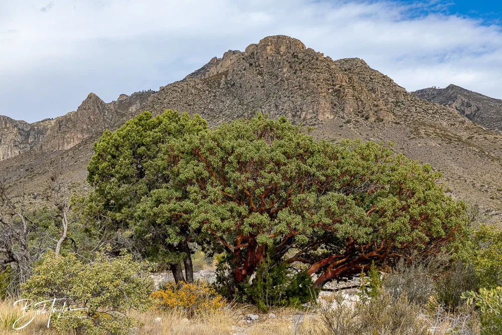 20241117-20241117-Guadalupe -32-2.jpg