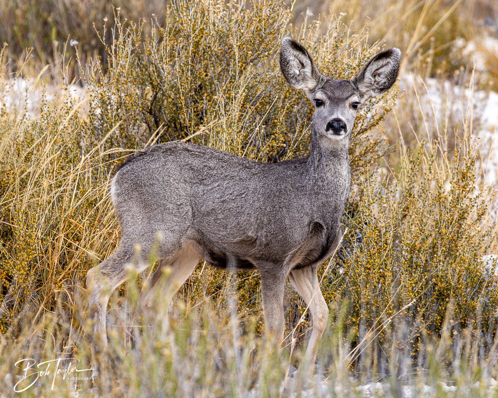 20241117-20241117-Guadalupe -21-2.jpg