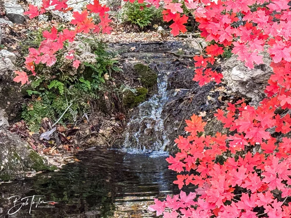 20241117-20241117-Guadalupe -47-2.jpg