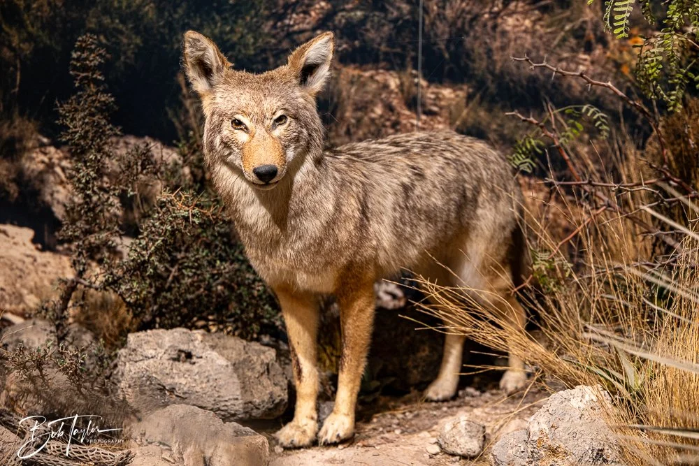 20241117-20241117-Guadalupe -11-2.jpg