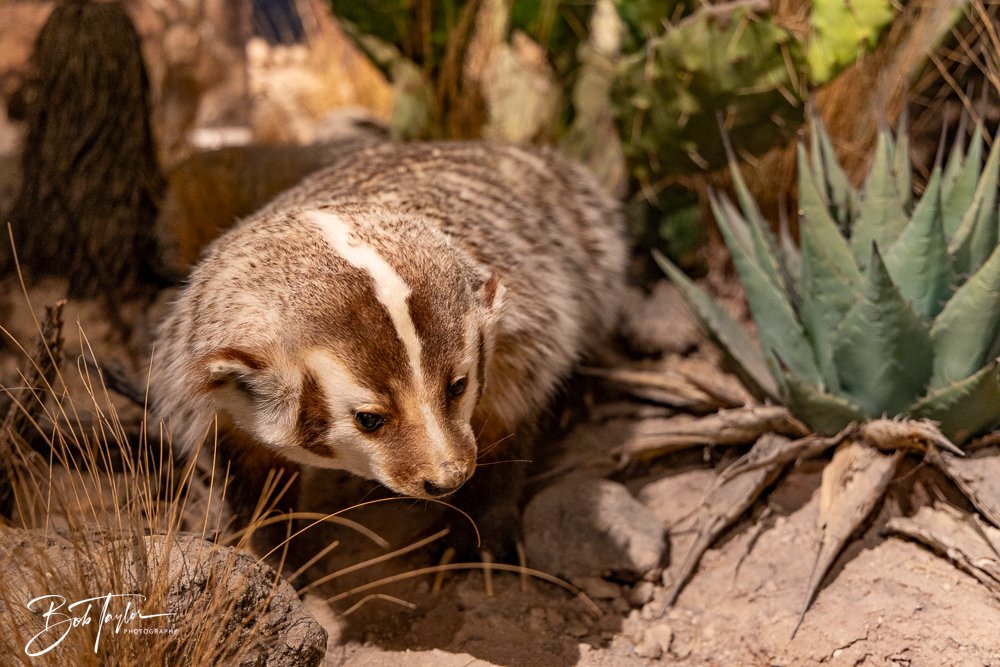 20241117-20241117-Guadalupe -14-2.jpg