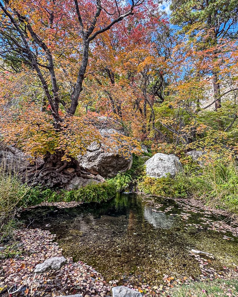 20241117-20241117-Guadalupe -44-2.jpg