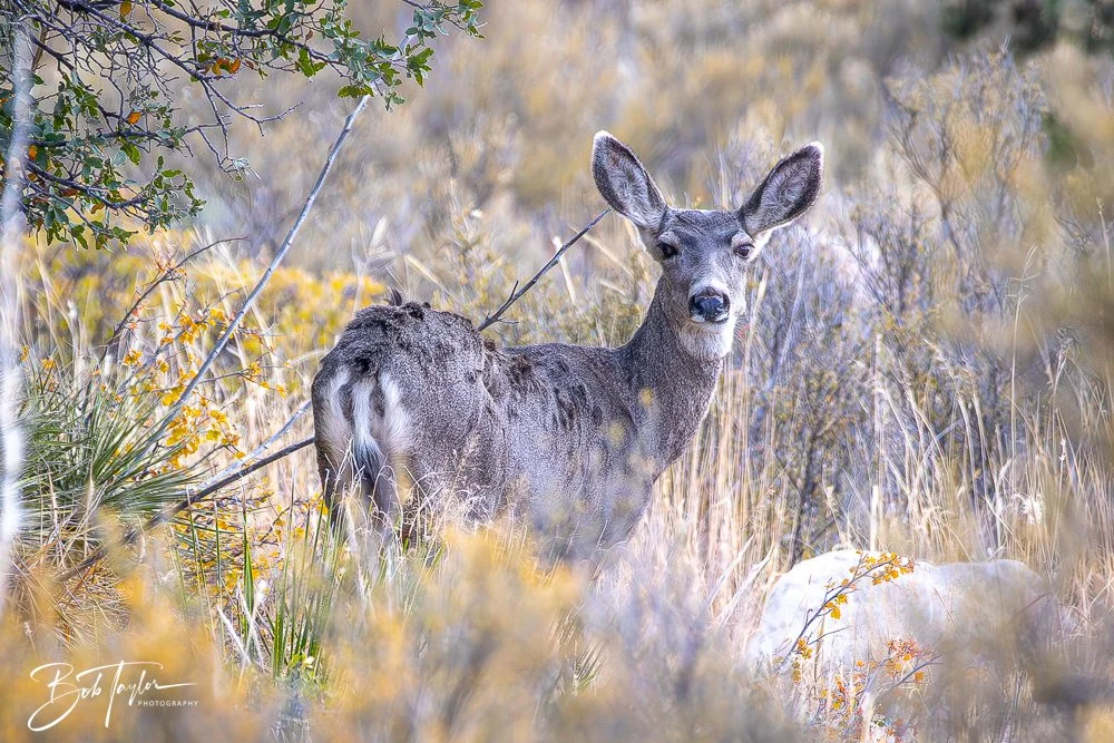 20241117-20241117-Guadalupe -17-2.jpg