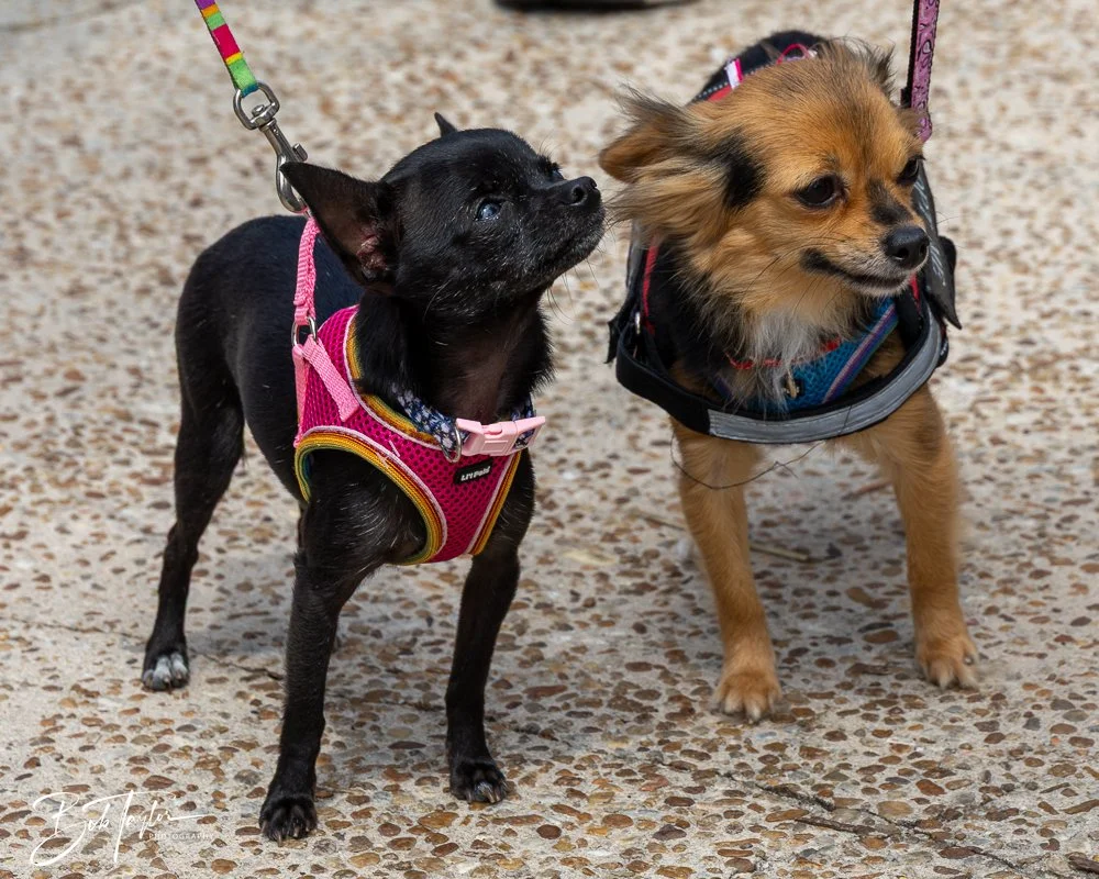 20250329-Salty Dog Day -2.jpg