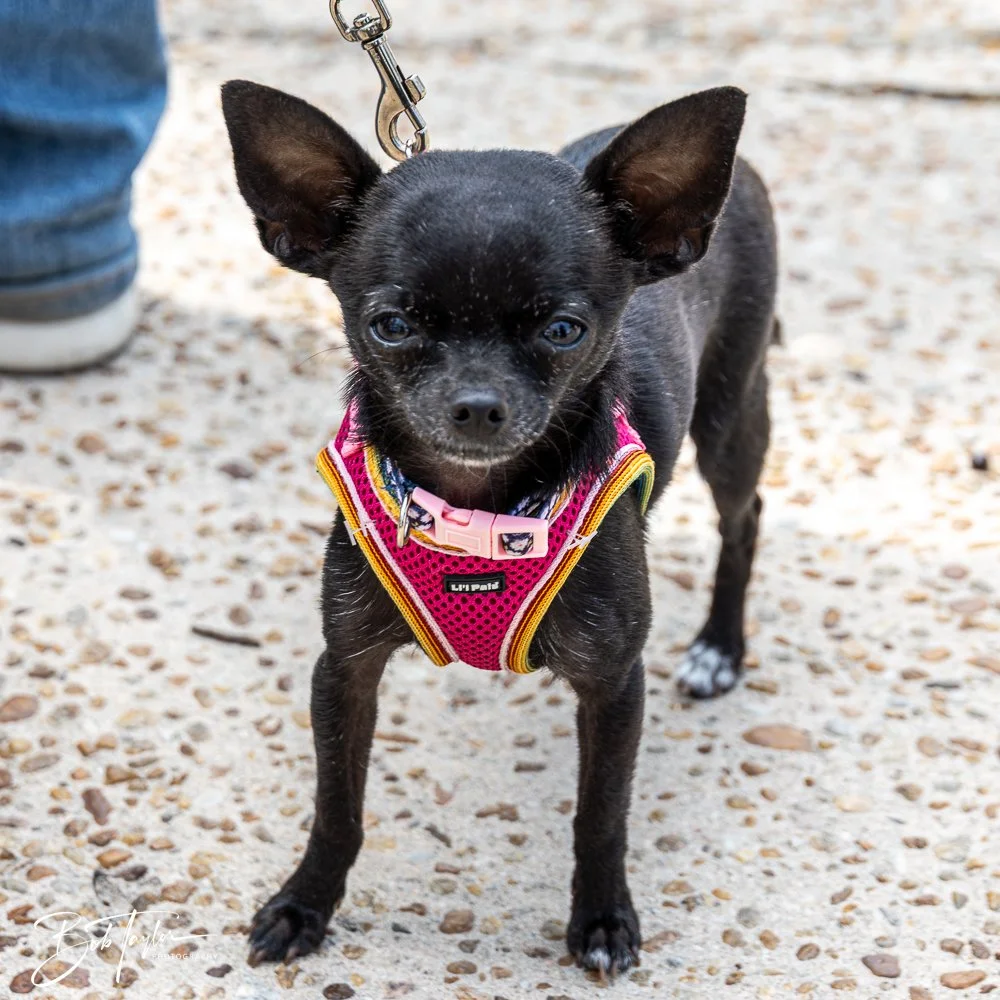 20250329-Salty Dog Day -1.jpg