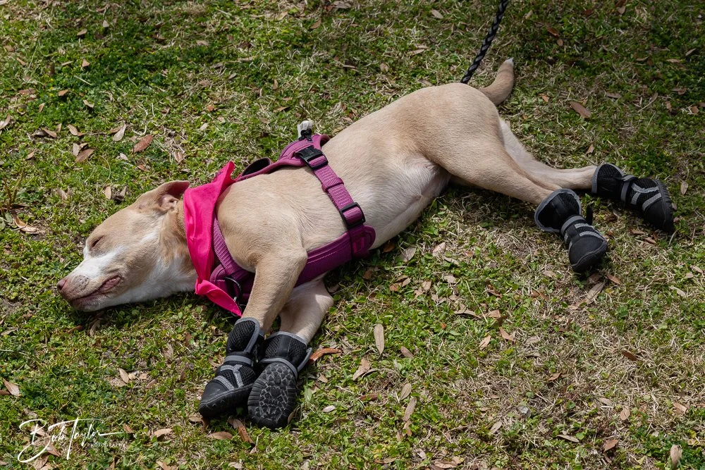 20250329-Salty Dog Day -4.jpg