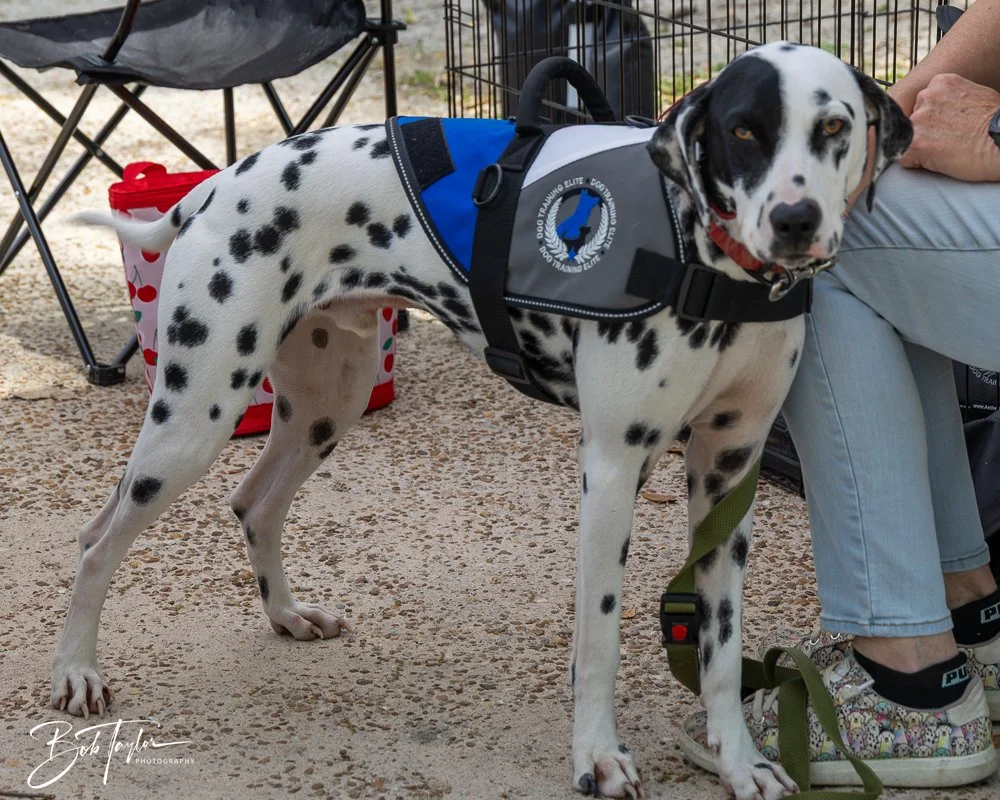 20250329-Salty Dog Day -59.jpg