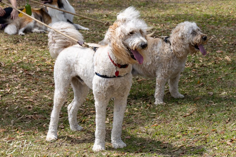 20250329-Salty Dog Day -25.jpg