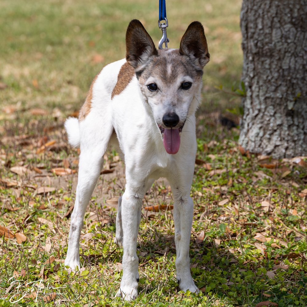 20250329-Salty Dog Day -56.jpg