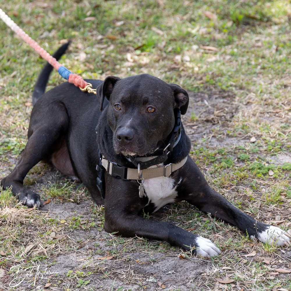 20250329-Salty Dog Day -55.jpg