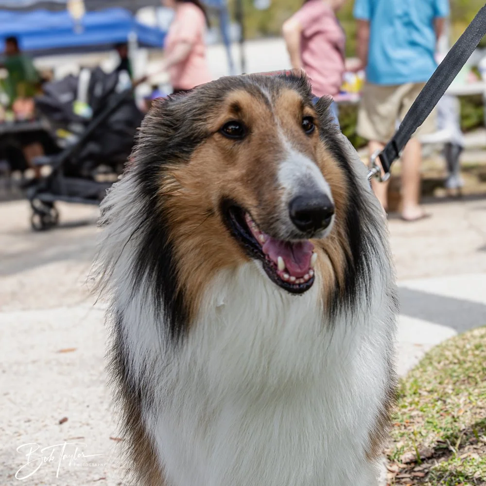 20250329-Salty Dog Day -6.jpg