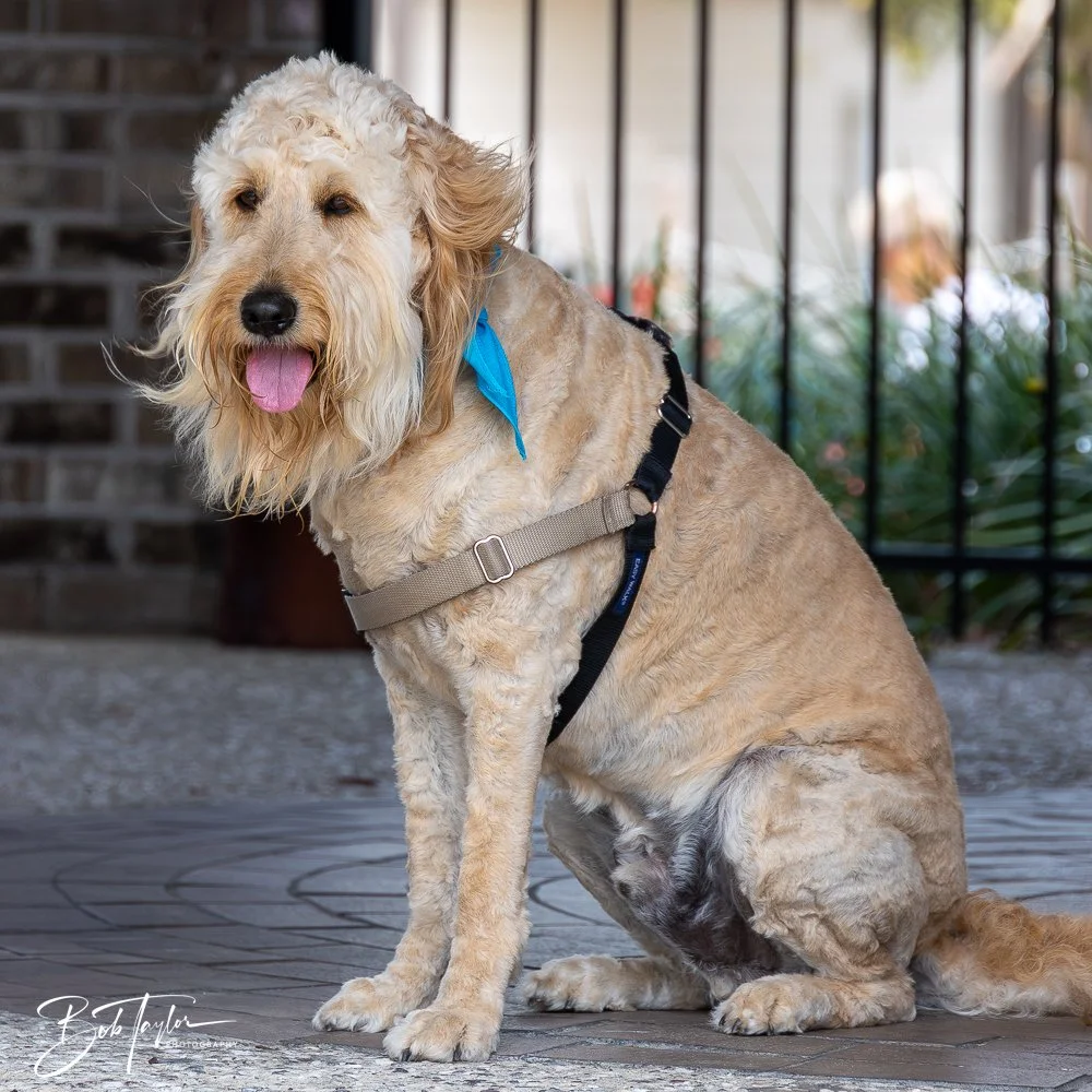 20250329-Salty Dog Day -19.jpg