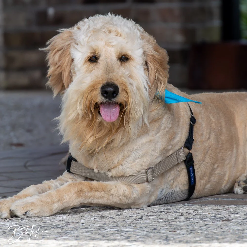 20250329-Salty Dog Day -27.jpg