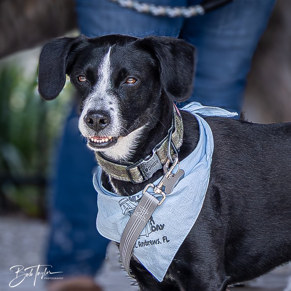 20250329-Salty Dog Day -24.jpg