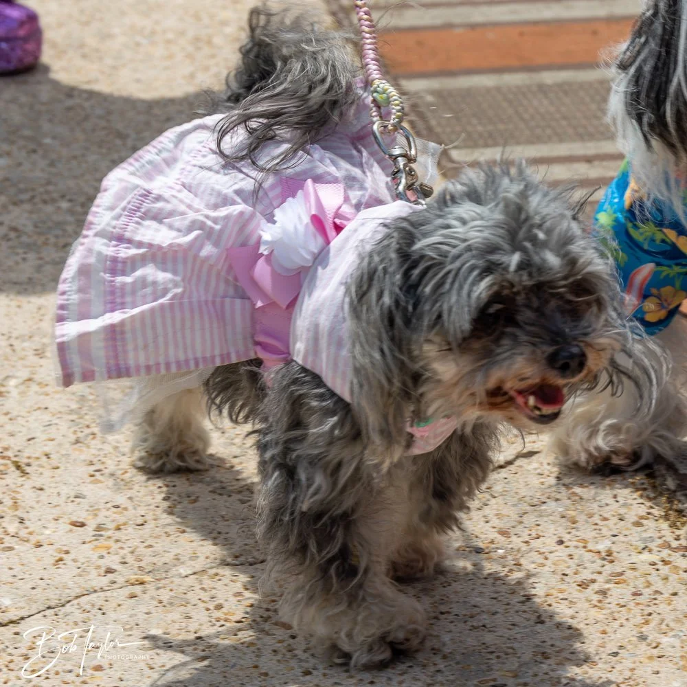 20250329-Salty Dog Day -58.jpg